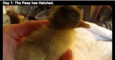How a Man&rsquo;s Beard Saved a Baby Duck