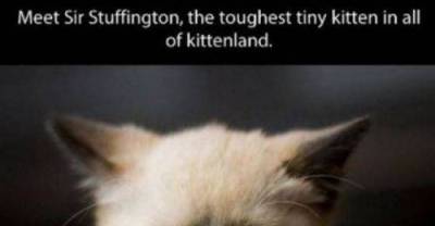 A Kitten We Could All Learn from An Inspirational Kitten who Kicks-Ass