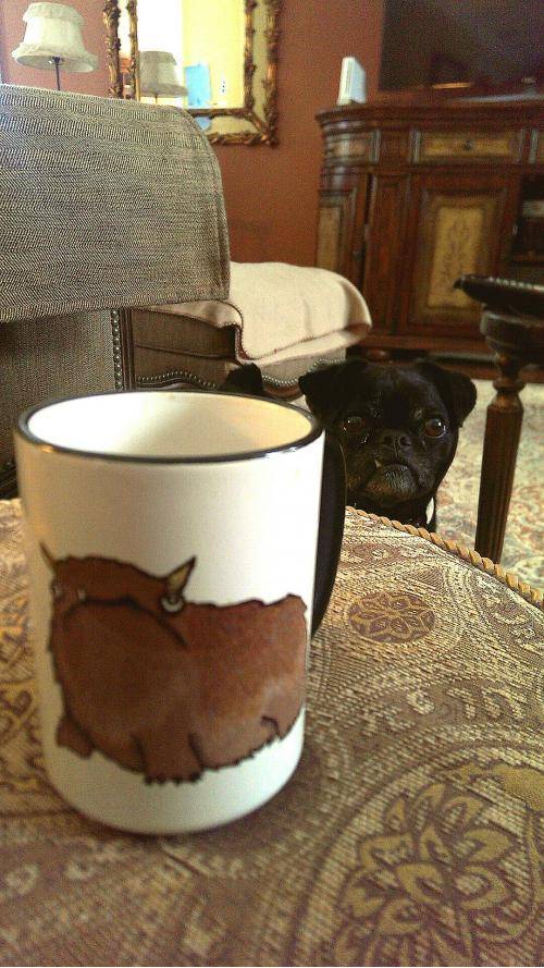 This is my dog, I love him alot.