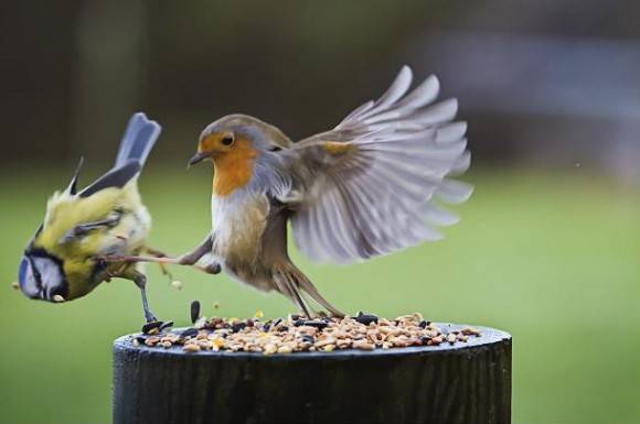 My food! You get off!