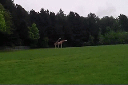 Giraffes are worse at s*x than you are