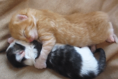 Yawns are adorably contagious!