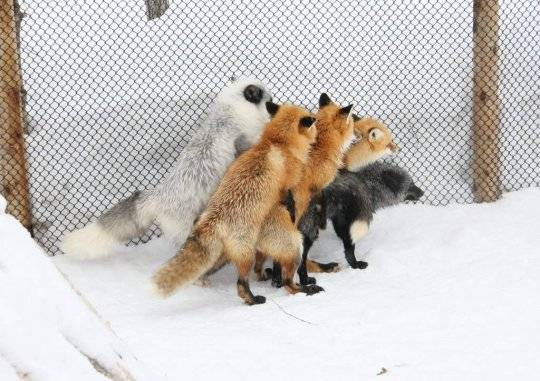 Firefox has too many plugins.