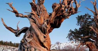 A list of the world's oldest living trees spanning more than 4000 years 