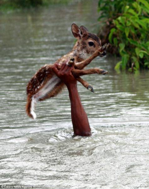 fawn rescued by boy from flood waters
