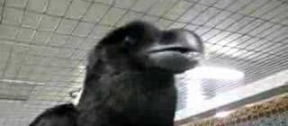 Have you ever heard a raven talk? They can go from Severus Snape to Japanese schoolgirl in .5 seconds