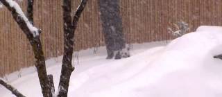 Toronto Zoo just posted this video of their giant panda playing in the giant snowfall we got yesterday [0:46]
