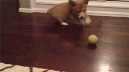 Corgi puppy has its mind blown.