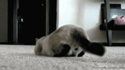 Here, kitty kitty... o.o