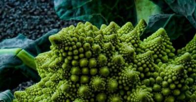 Secret Patterns Of Nature That Will Amuse You