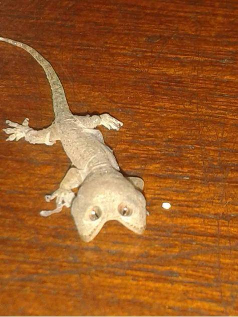 Found a mutated gecko with two heads