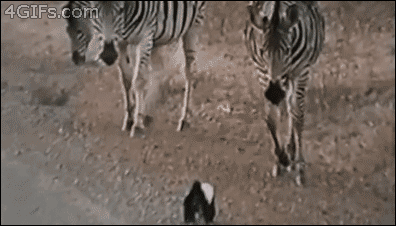 Honey Badger doesn’t give a sh*t!
