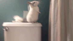 Zeus is still learning about gravity