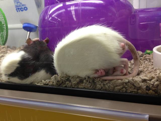 I mean, whatever's comfortable...