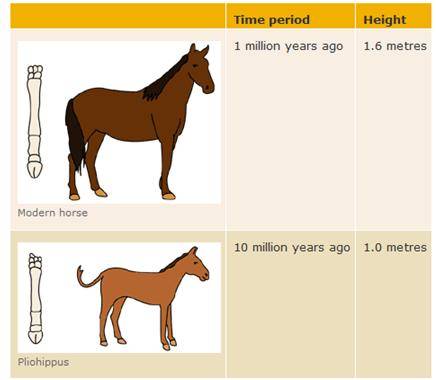 The Modern Horse looks a bit smug about his Pentadactyl limb