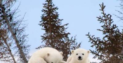 These cute polar bears from the Arctic who now face losing their home thanks to the Arctic melt