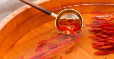Artist Paints Lifelike Three-Dimensional Goldfish