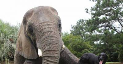 The Most Unlikely Animal Playmates Play Fetch Together 
