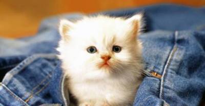 Incredible facts about animals that will amaze you and gape in awe.