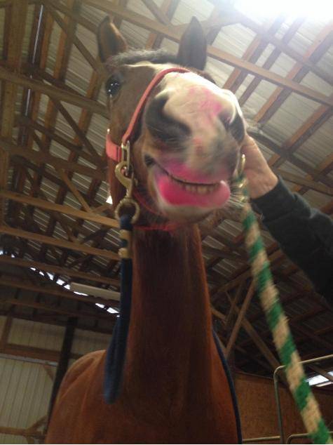 So my friend fed her horse a pink cupcake.. 
