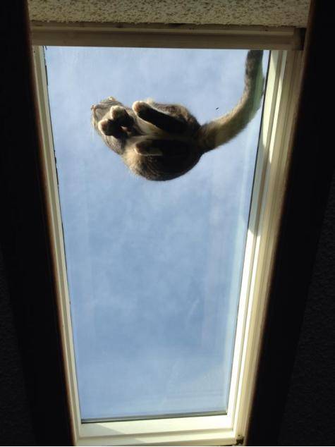 This is what you see when you have a skylight, and a cat