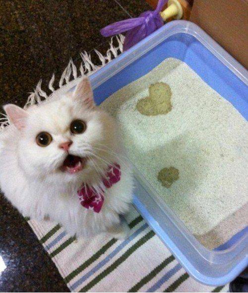 My cat wished me ‘Happy Valentine’s Day’