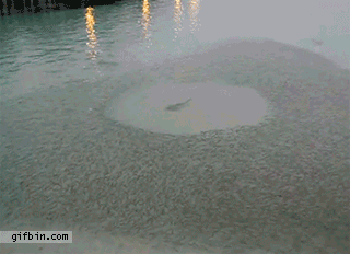No date for valentines day? Don’t worry, there are plenty of fish in the sea.