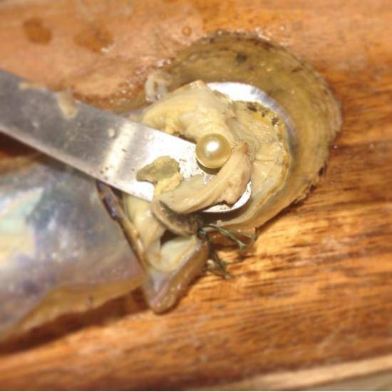 my friend shucked her own oyster and found a rare gold pearl