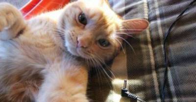 Cat Selfies and the olympics