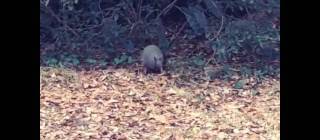 Armadillo gathering leaves to Michael Jackson’s 