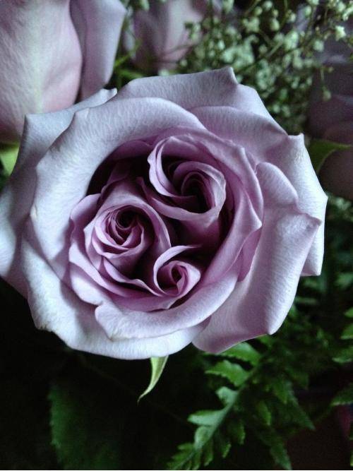 Not sure how rare these are, but I've never seen one before...I found a rose with three spirals.