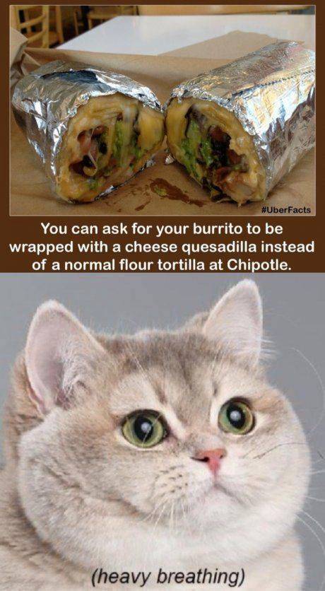Chipotle Cat