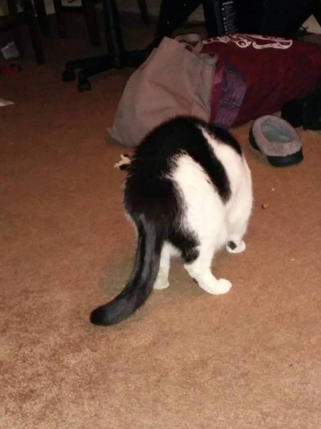 So my friends cat constantly looks like he's being humped by a black cat.