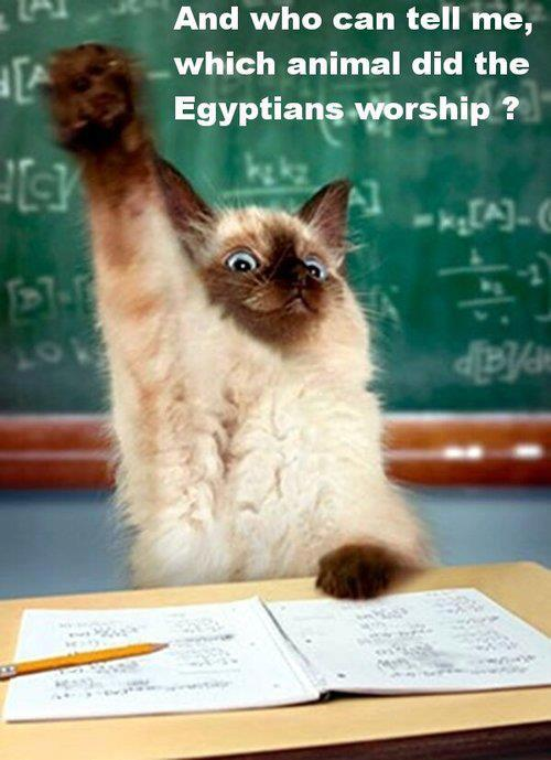 This cat is just fishing for an answer