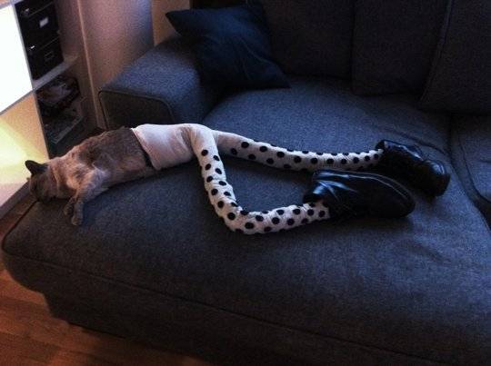So we put some fake legs on our cat and now we can't stop laughing!
