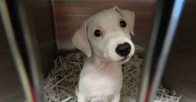 Adorable Animals With Heart Shaped Noses