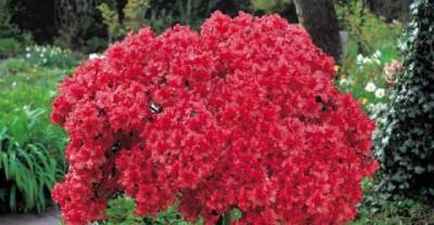 Innocent garden plants that can be toxic to dogs