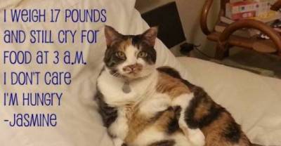 If you are a cat owner I bet you have experienced all of these