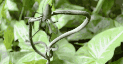 Giant and scary spiders in Australia where they eat snakes