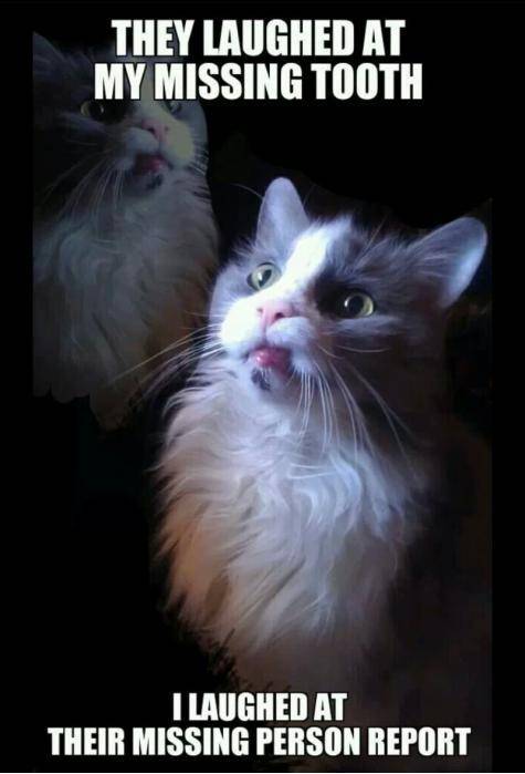 A friend made this for my cat. He will glare at you if you laugh at it.