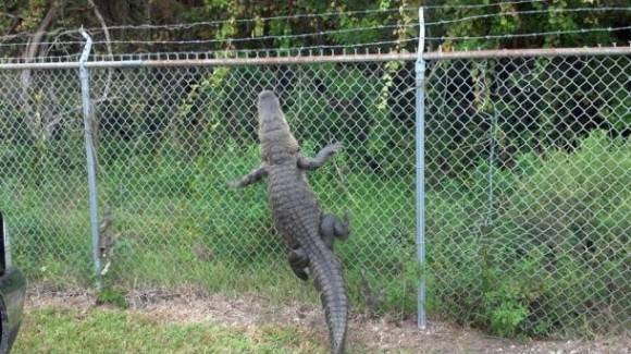 In Florida, we may not have winter, but we DO have this...