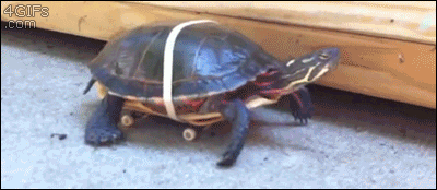 How the tortoise actually won the race...