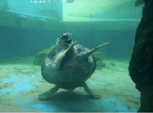 The happiest turtle ever.