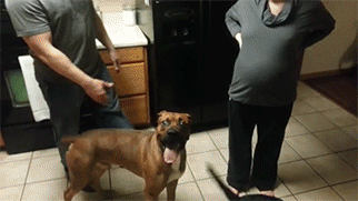 Dog protects pregnant woman’s belly