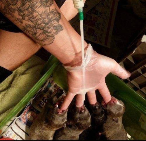 Make-shift puppy feeder.