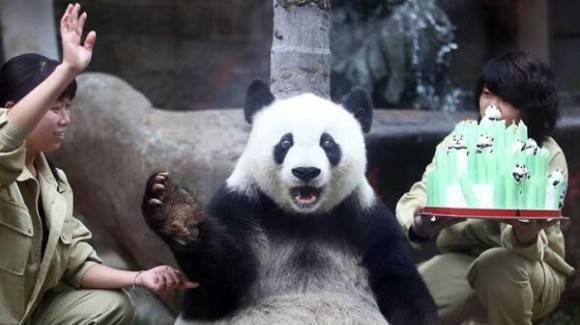 Panda’s birthday