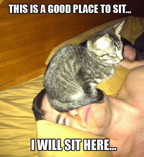 My girlfriend's cat, pretty much treats me like this.
