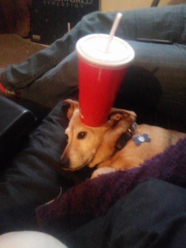 This is my recently adopted senior dog Dingo. his hobbies include watching tv and pretending to be a table