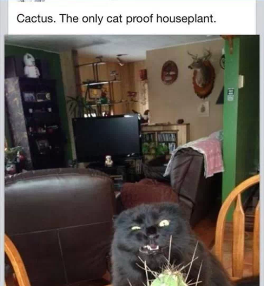 Cactus. The only cat proof houseplant
