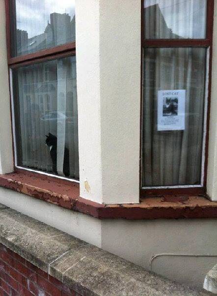 Have you seen this cat?